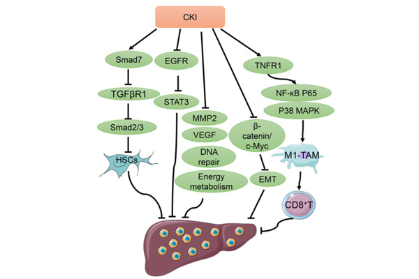 ¸´·½¿à²Î×¢ÉäÒºÖÎÁƸΰ© ¸´·½¿à²Î×¢ÉäÒºÖÎÁƸΰ©