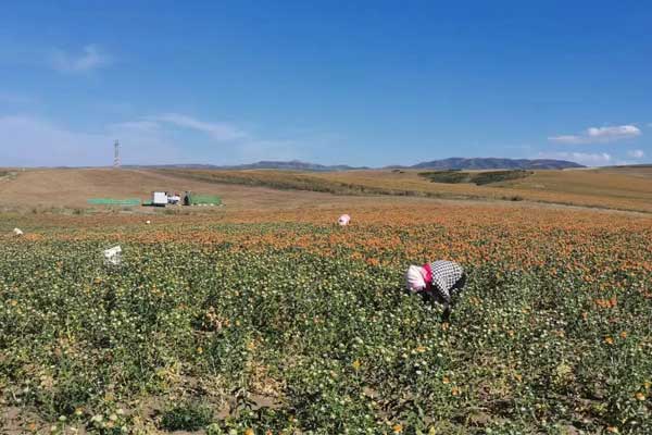 �½��컨ݪֲ����